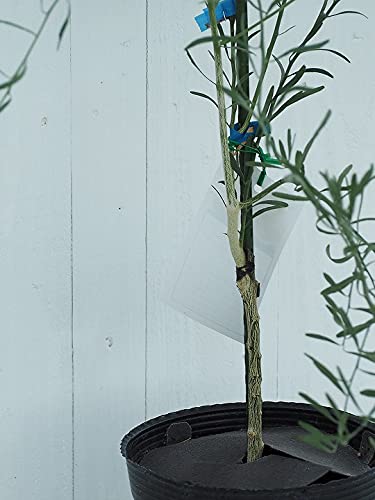 Amazon.co.jp: フィンガー ライム 苗 【フィンガーライム デザート